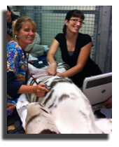 Tiger Ultrasound